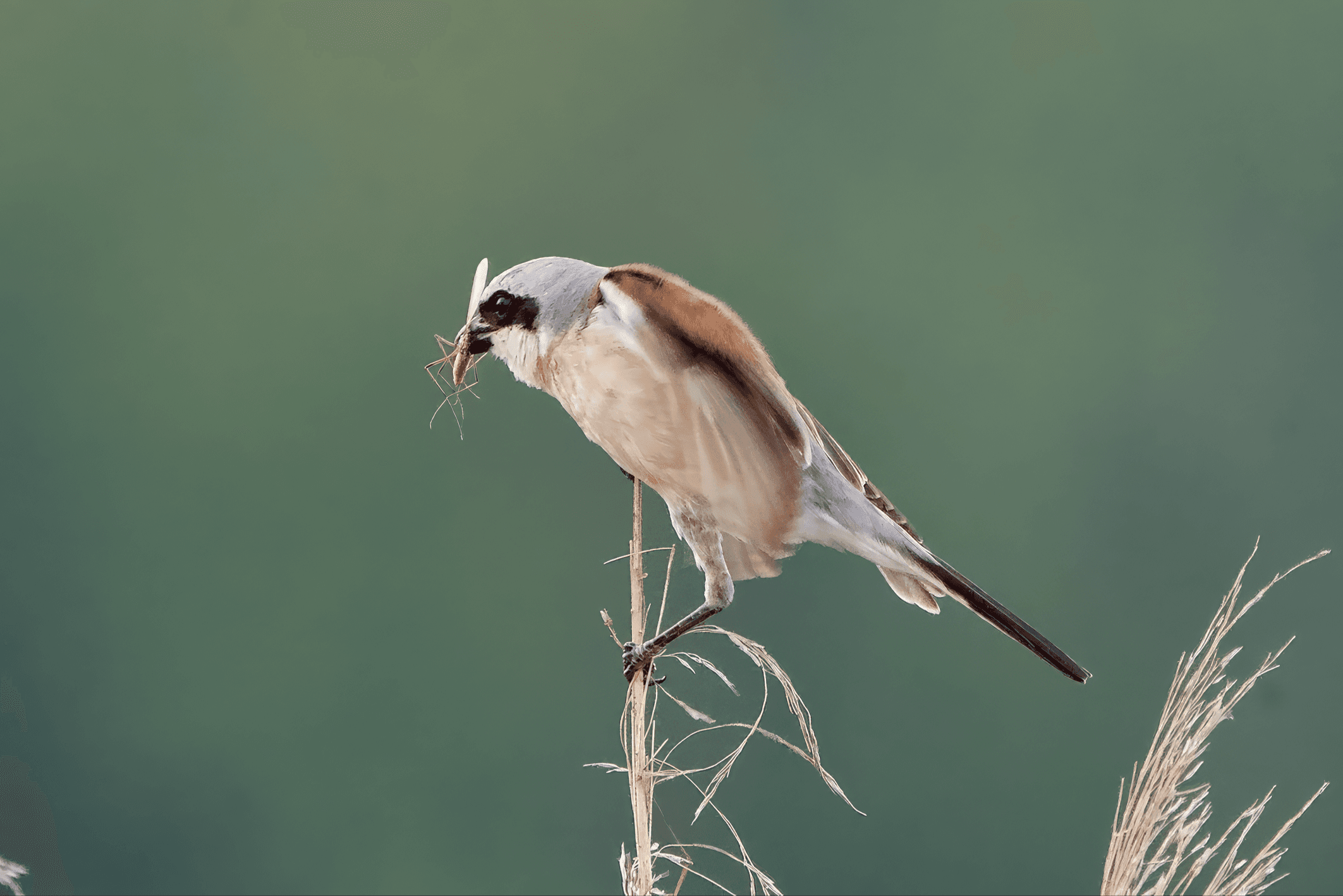 Rastaat, lepinkäiset