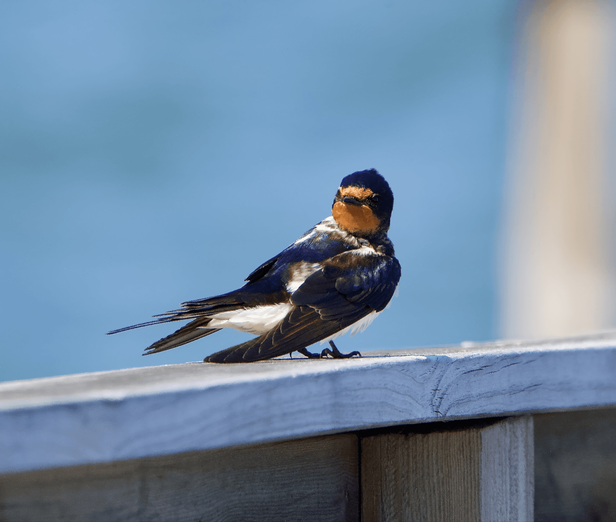 Pääskyt, papukaijat