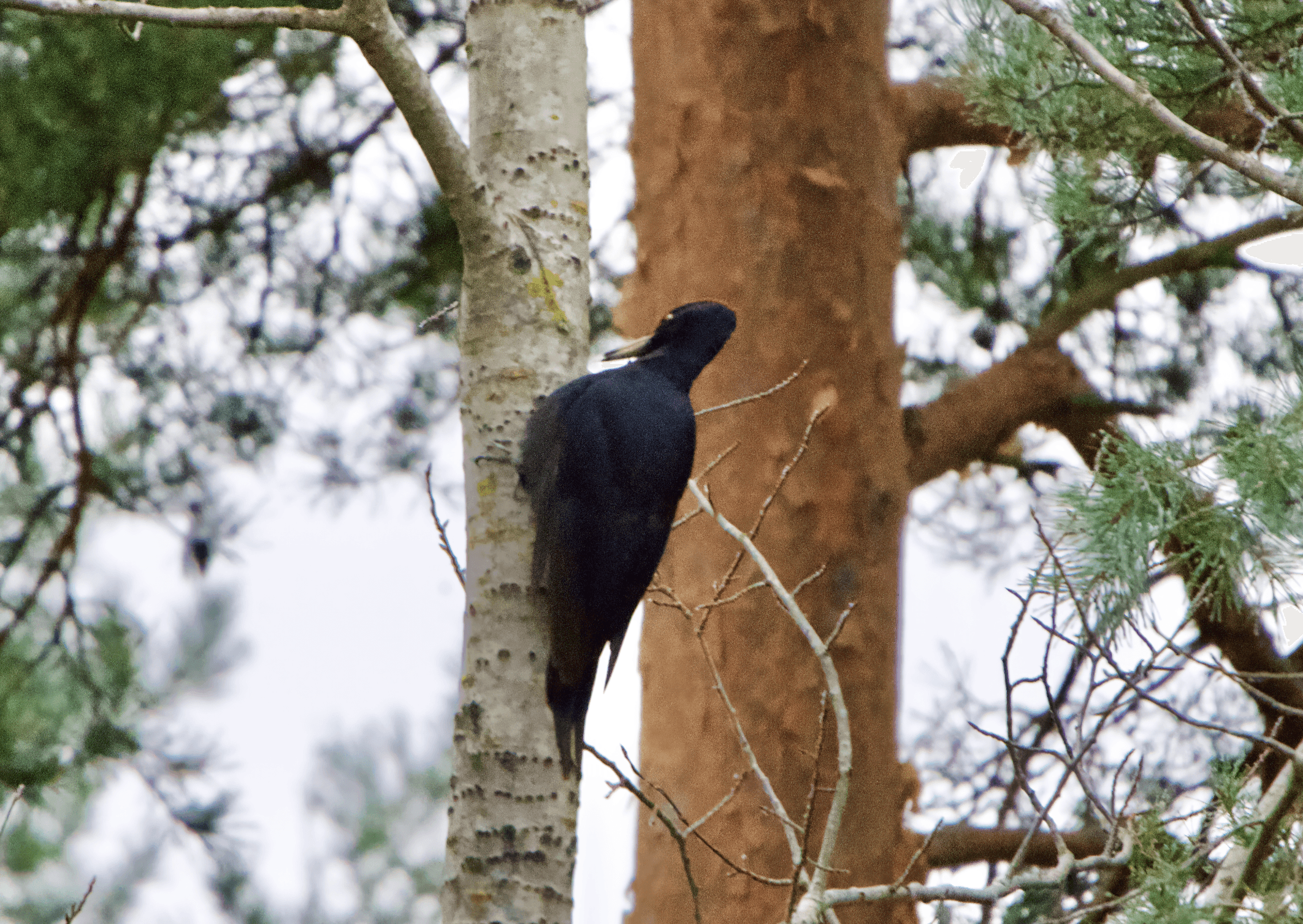 Tikat, käki, käenpiika